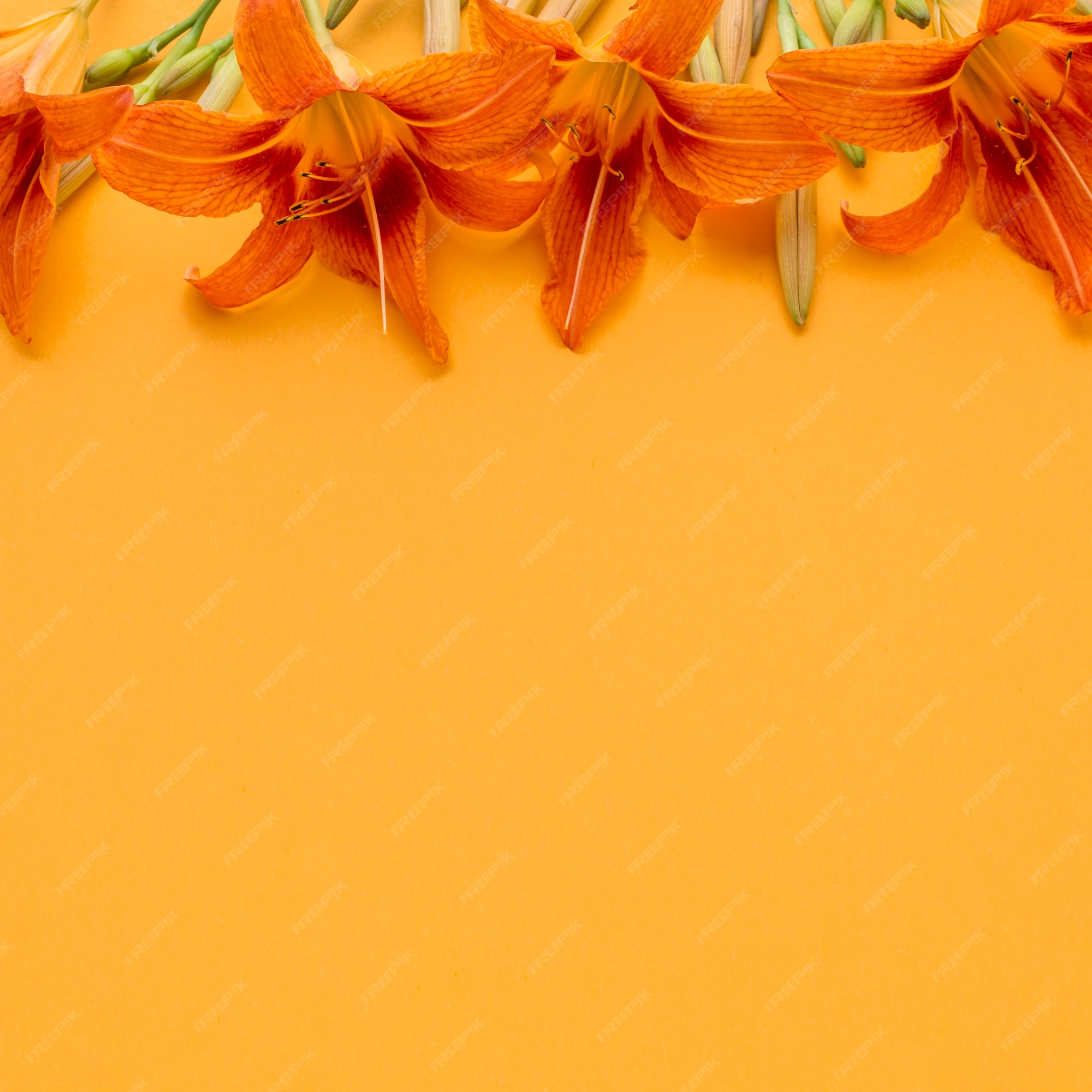 21,000+ Orange Floral Background Pictures