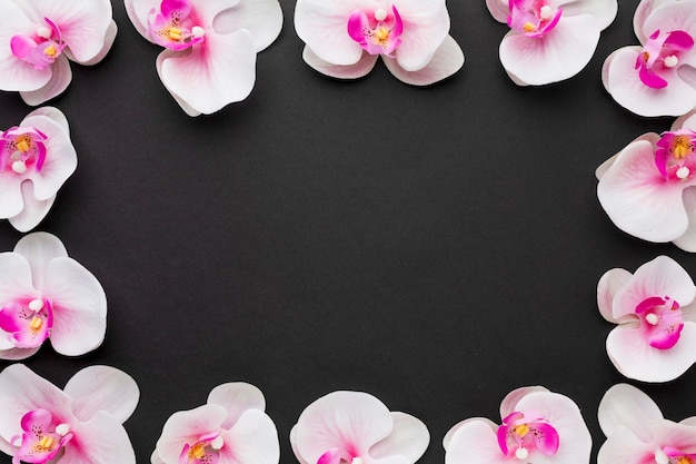 Free photo flat lay orchids frame