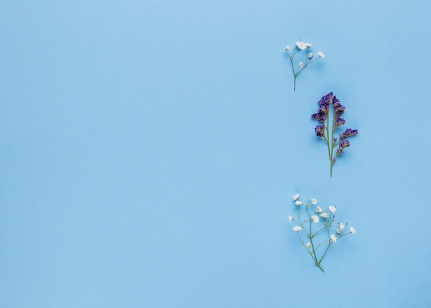 Flat lay ornamental flowers with copy space