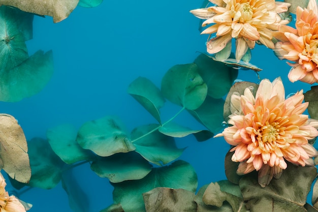 Flat lay pale chrysanthemums in blue colored water