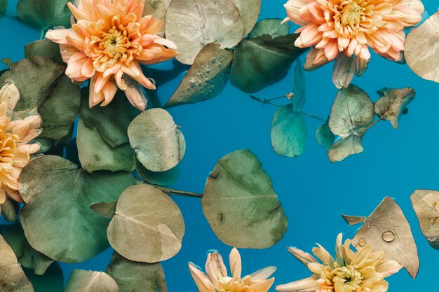 Flat lay pale chrysanthemums in blue water