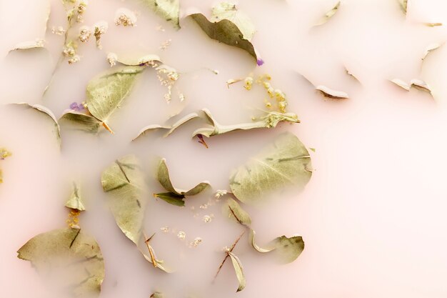 Flat lay pale leaves in pink colored water