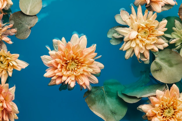 Flat lay pale orange chrysanthemums in blue colored water