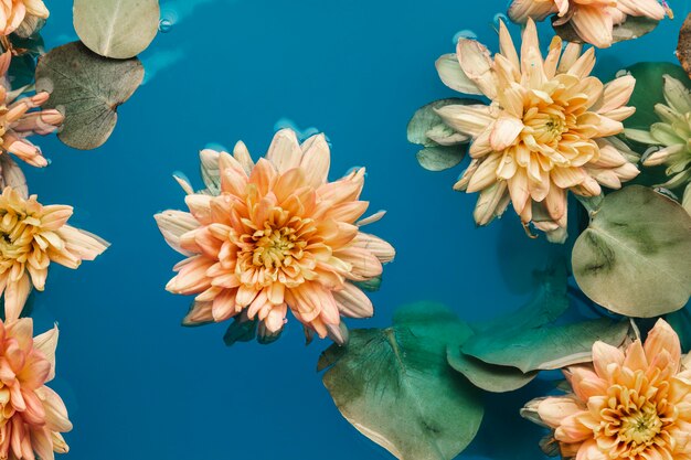 Flat lay pale orange chrysanthemums in blue colored water
