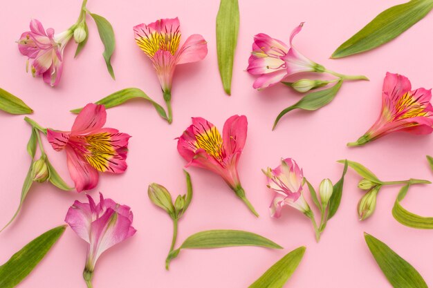 평평한 핑크 분홍 alstroemeria 배열