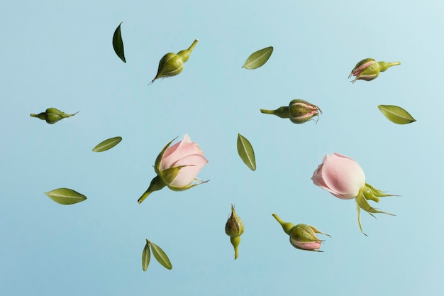 Flat lay of pink spring roses