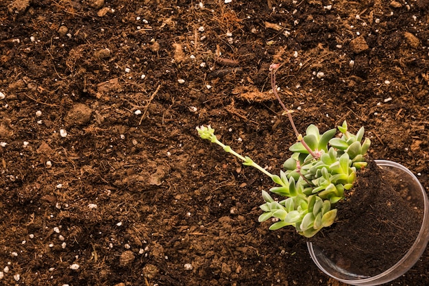 Flat lay of plant and copyspace