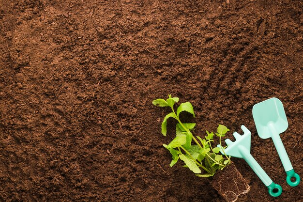 Flat lay of plant and gardening tools with copyspace