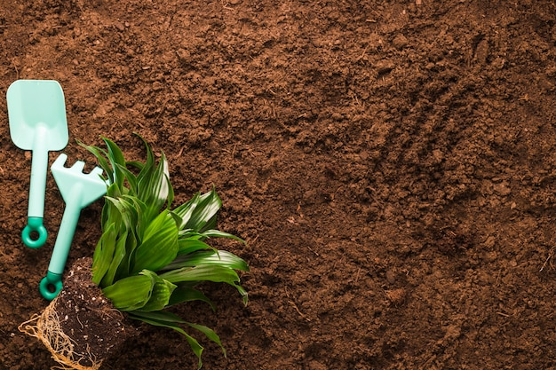 Flat lay of plant and gardening tools with copyspace