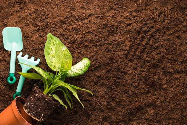 Flat lay of plant and gardening tools with copyspace