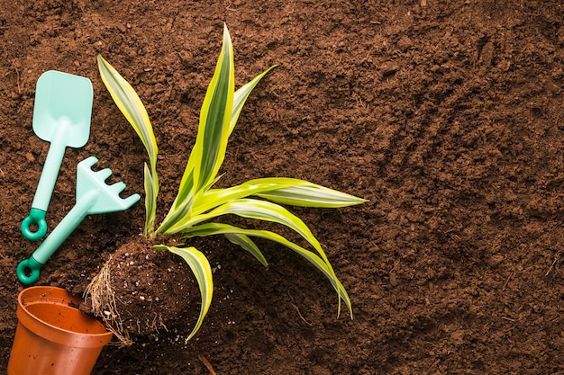 Disposizione piana degli strumenti di giardinaggio e della pianta con copyspace