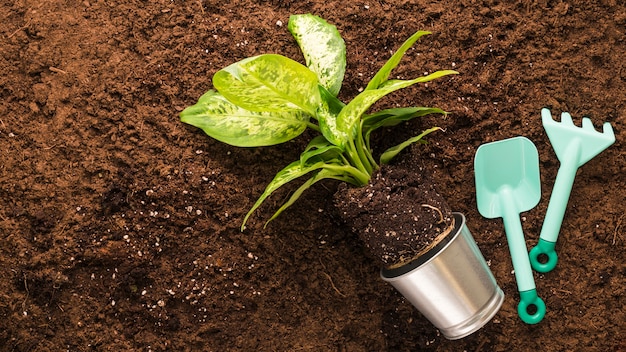 Flat lay of plant and gardening tools with copyspace