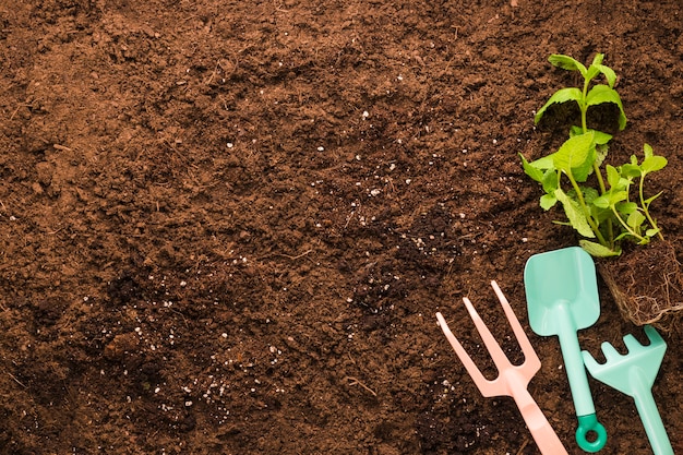 Flat lay of plant and gardening tools with copyspace