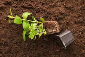 Free photo flat lay of plant and gardening tools