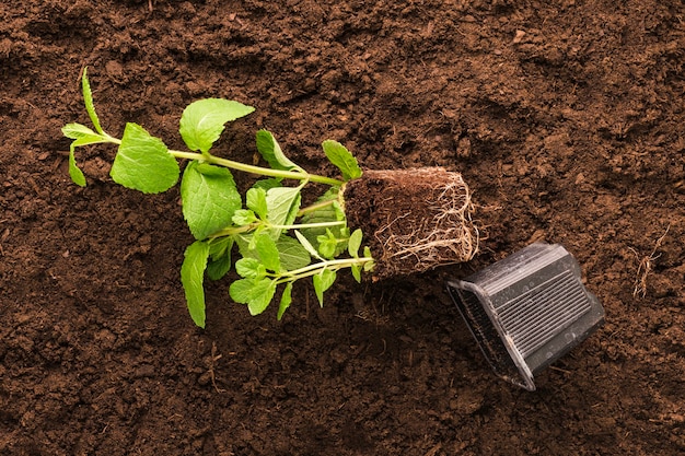 Flat lay of plant and gardening tools