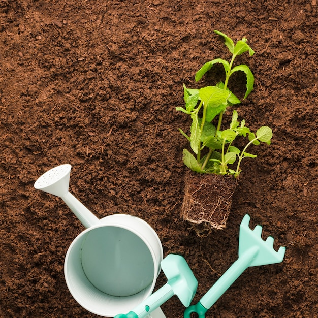 フラットレイアウトの植物と園芸工具