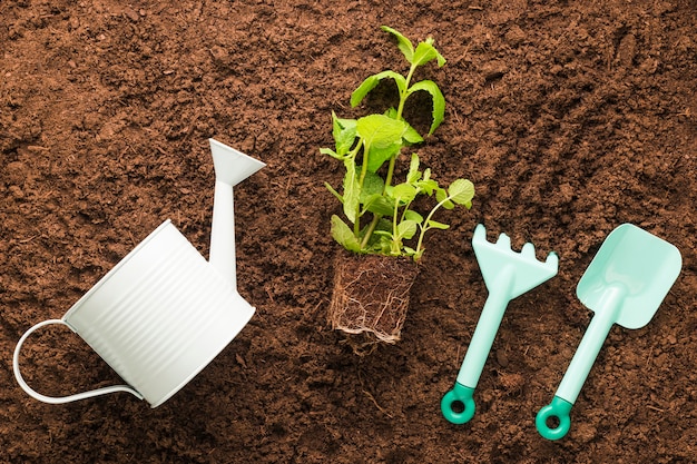 Flat lay of plant and gardening tools