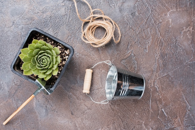 Flat lay of plant and gardening tools
