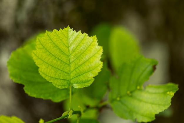 flat lay plant leaves with blurred background