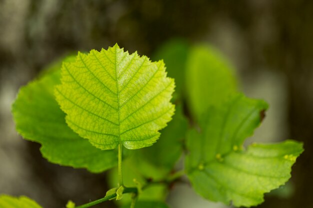 Flat lay plant leaves with blurred background