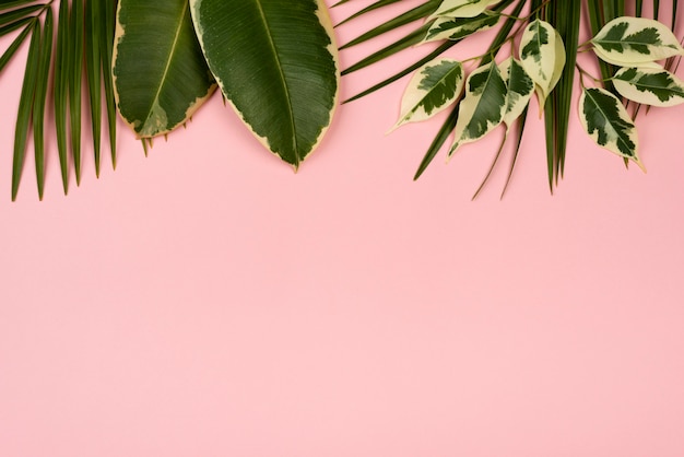 Free photo flat lay of plant leaves with copy space