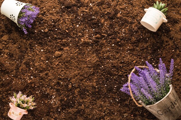 Flat lay of plant on soil with copyspace