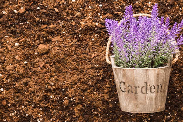 Flat lay of plant on soil with copyspace