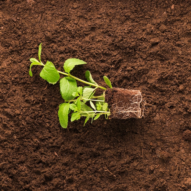 Flat lay of plant on soil