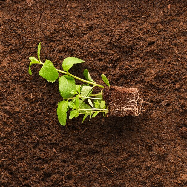 Flat lay of plant on soil