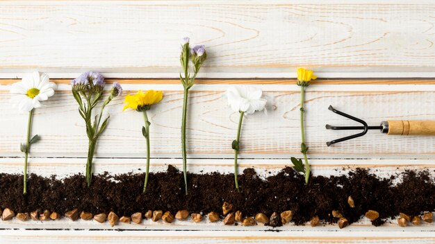 Flat lay planting flowers