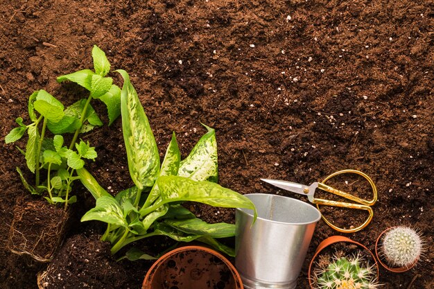 Flat lay of plants and gardening tools with copyspace