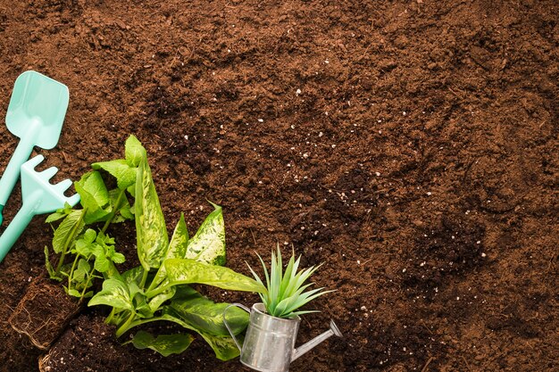 Flat lay of plants and gardening tools with copyspace