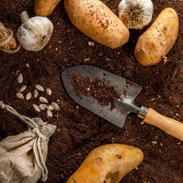 Flat lay of potatoes with garlic and garden tool