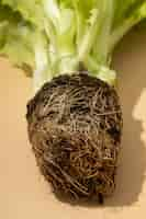 Free photo flat lay of a salad's root