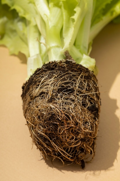 Flat lay of a salad's root