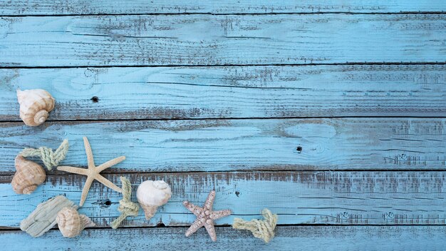 Flat lay seashells on wooden board 