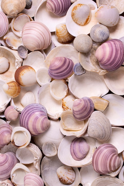 Free photo flat lay of seashells