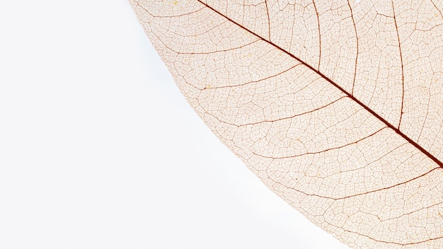 Flat lay of see-through colored leaf