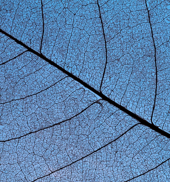 Flat lay of see-through leaf texture