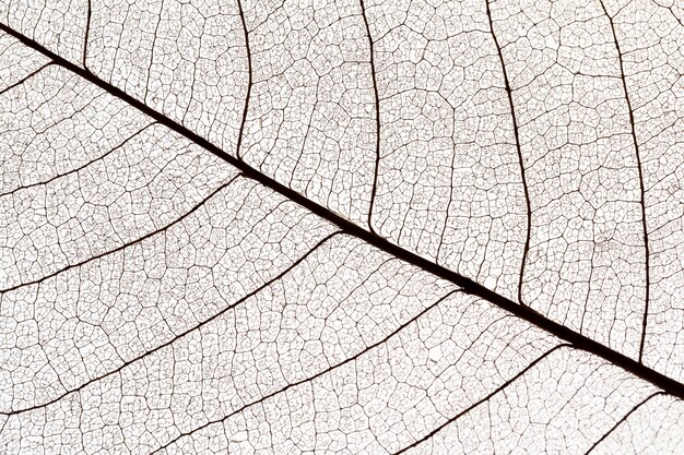 Flat lay of see-through leaves texture