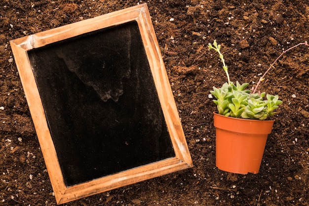 植物の横にあるスレートの平干し