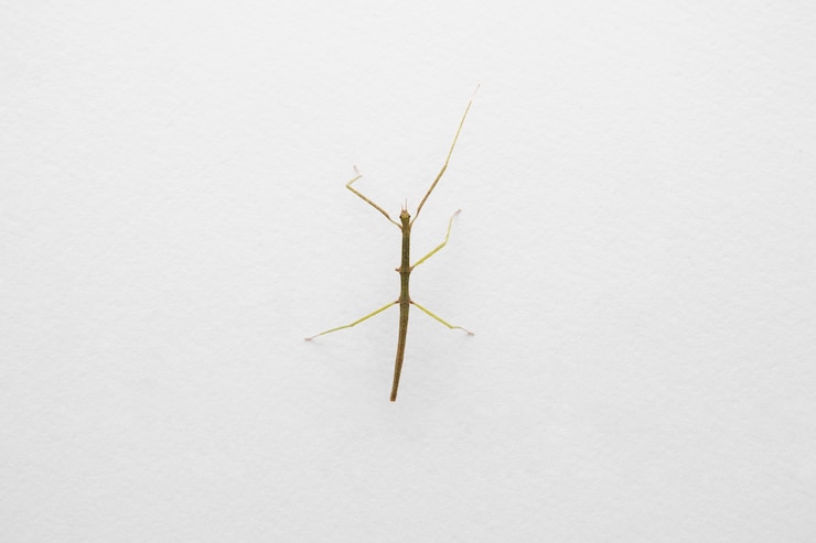 Free Photo flat lay small insect