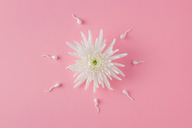 Flat lay spermatozoa and flower