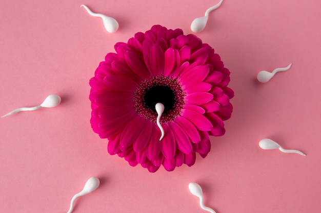 Flat lay spermatozoa and pink flower