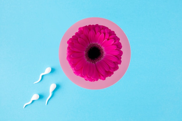 Spermatozoi piatti e fiore rosa