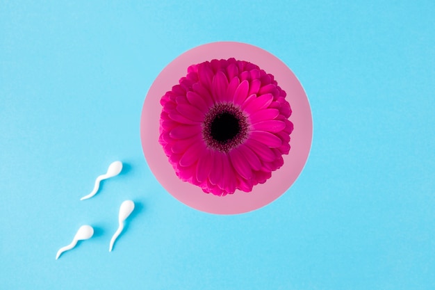 Flat lay spermatozoa on pink flower