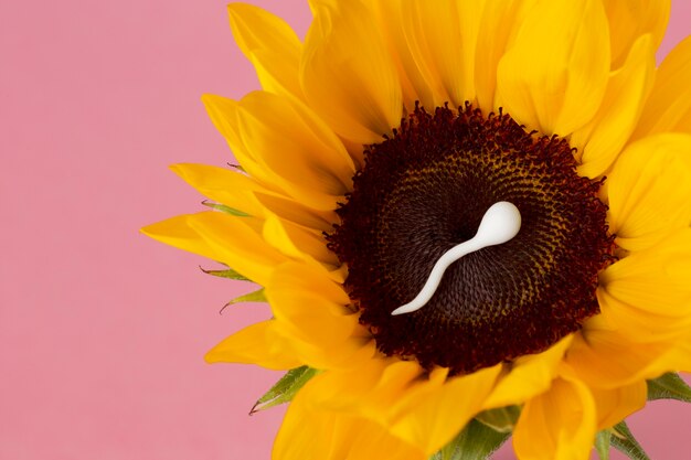 Flat lay spermatozoa and sunflower