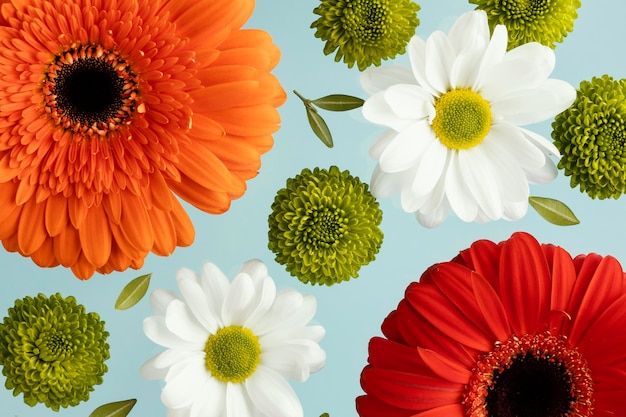 Flat lay of spring daisies and gerberas