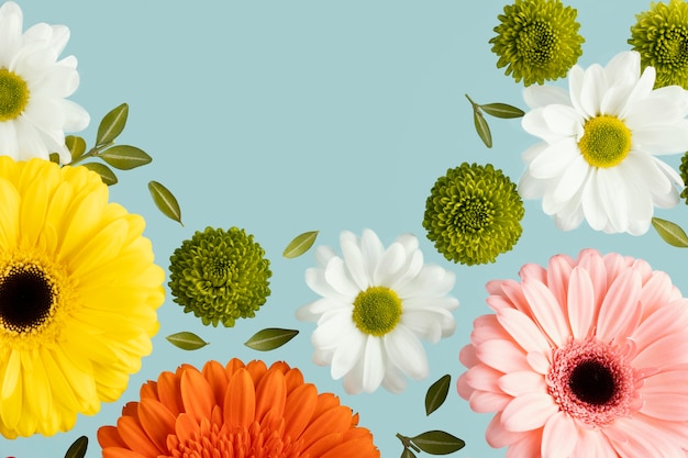 Flat lay of spring daisies and gerberas
