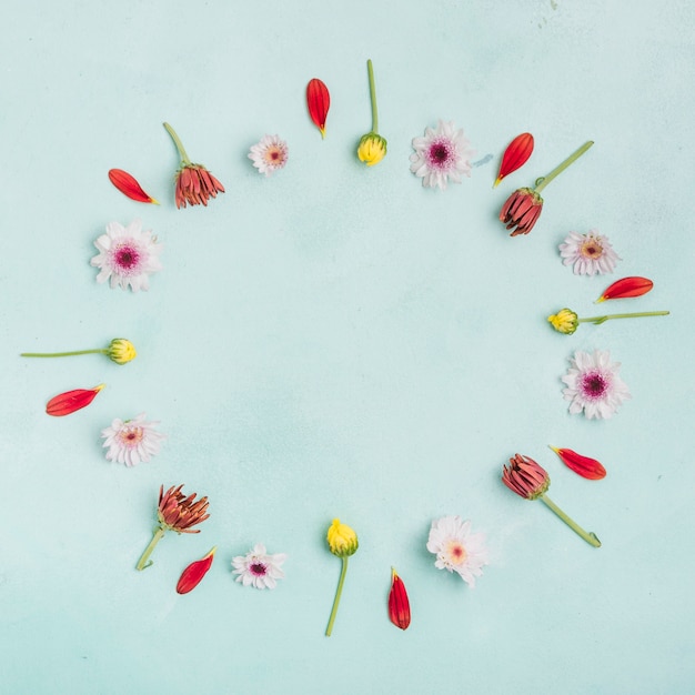 Flat lay of spring daisies and petals